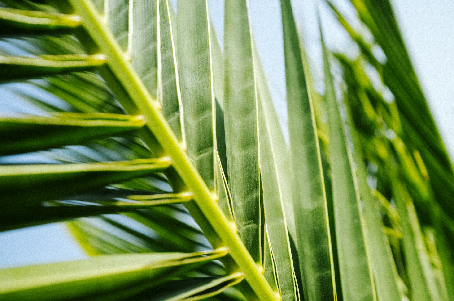 Sun-drenched palm fronds in North East LA